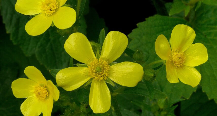 Flora and Fauna tours in Madeira - Ranunculus Curtusifolius 